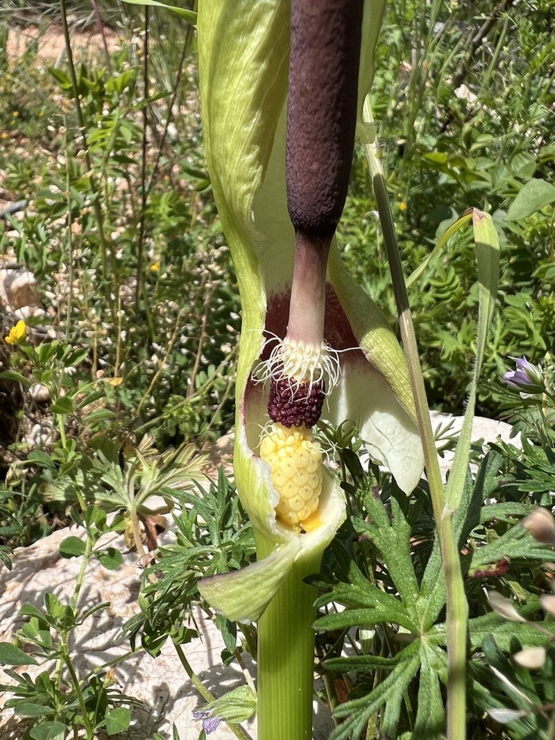 Arum orientale photo 5