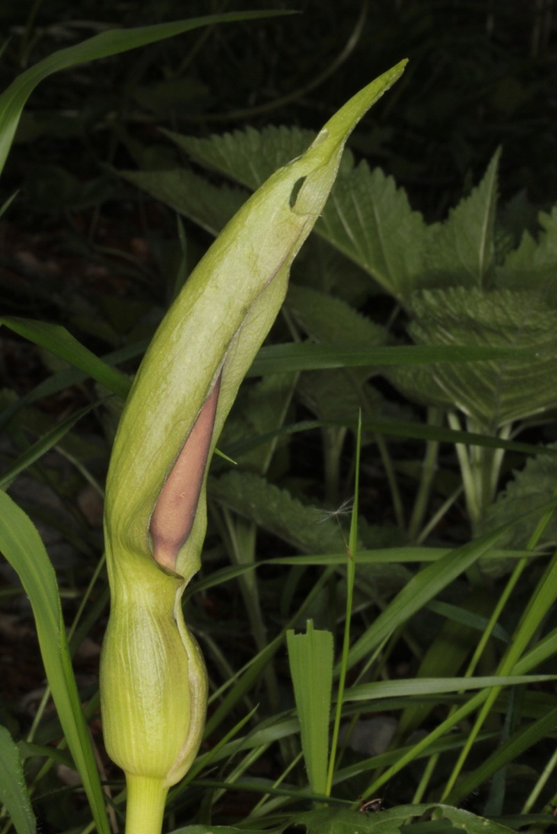 Arum orientale photo 6