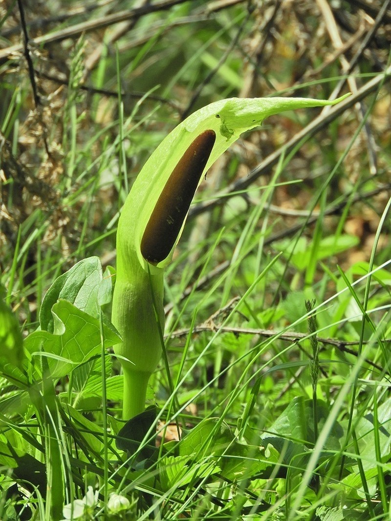 Arum orientale photo 7