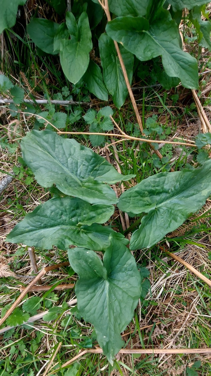 Arum orientale subsp. longispathum