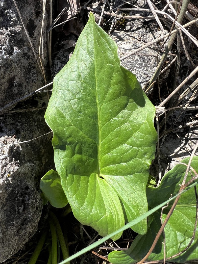 Arum orientale subsp. longispathum photo 2