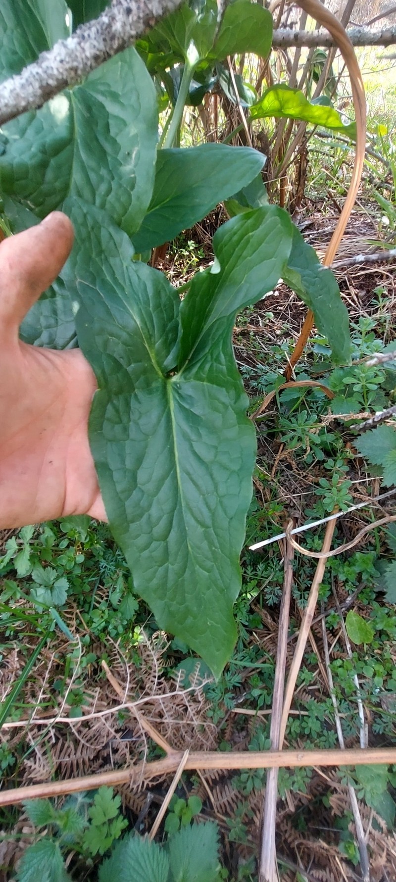 Arum orientale subsp. longispathum photo 3