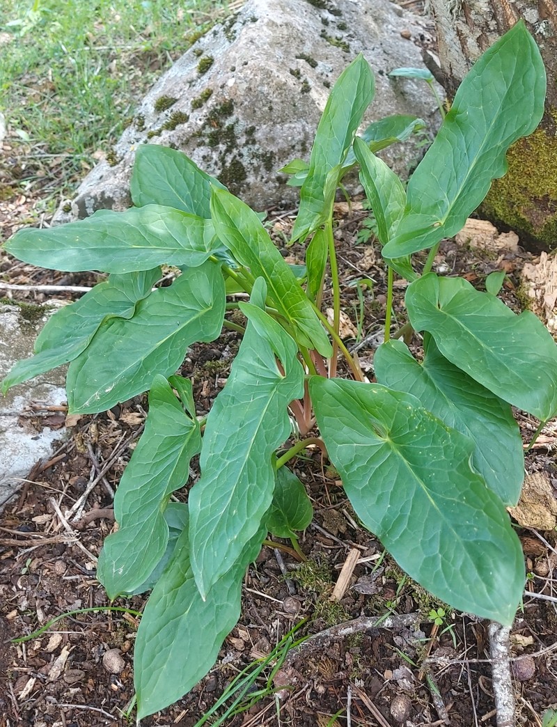 Arum orientale subsp. longispathum photo 4