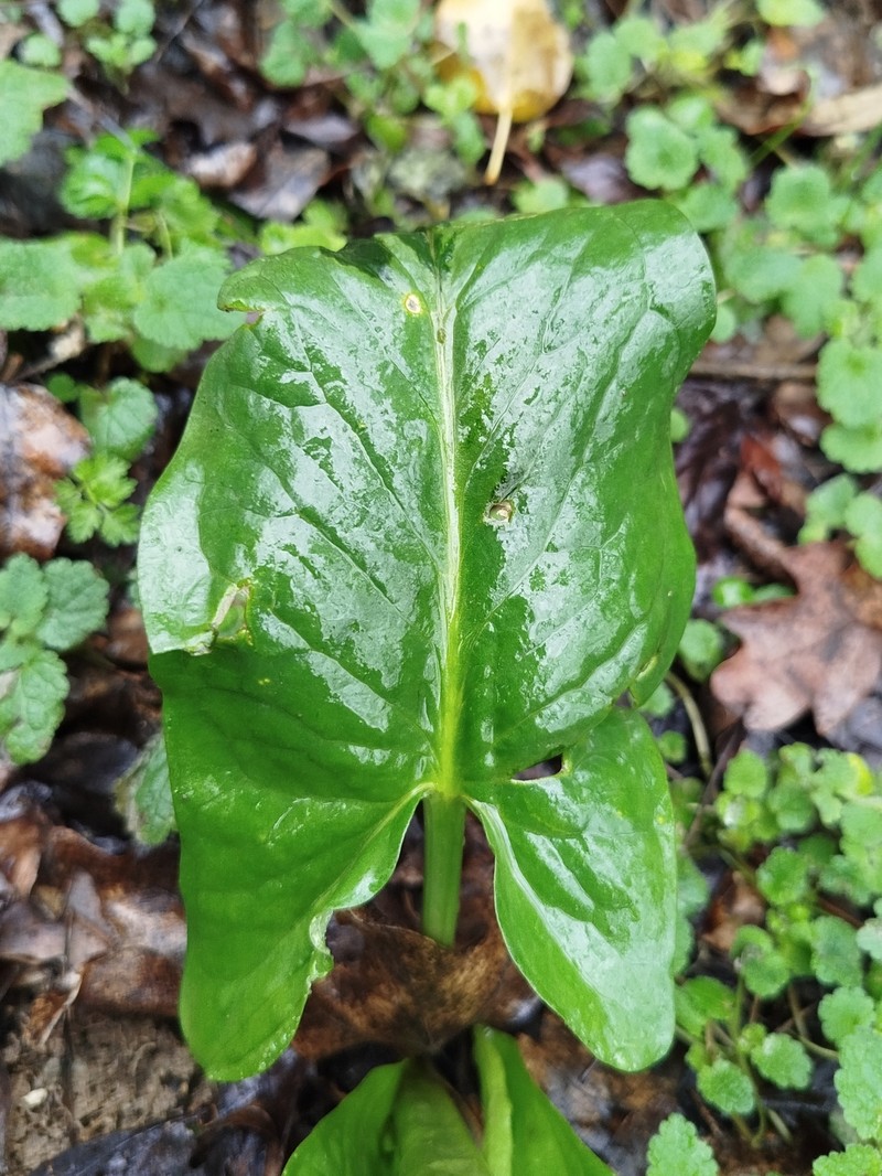 Arum orientale subsp. orientale photo 2