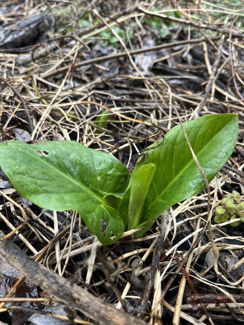 Arum orientale subsp. orientale photo 3