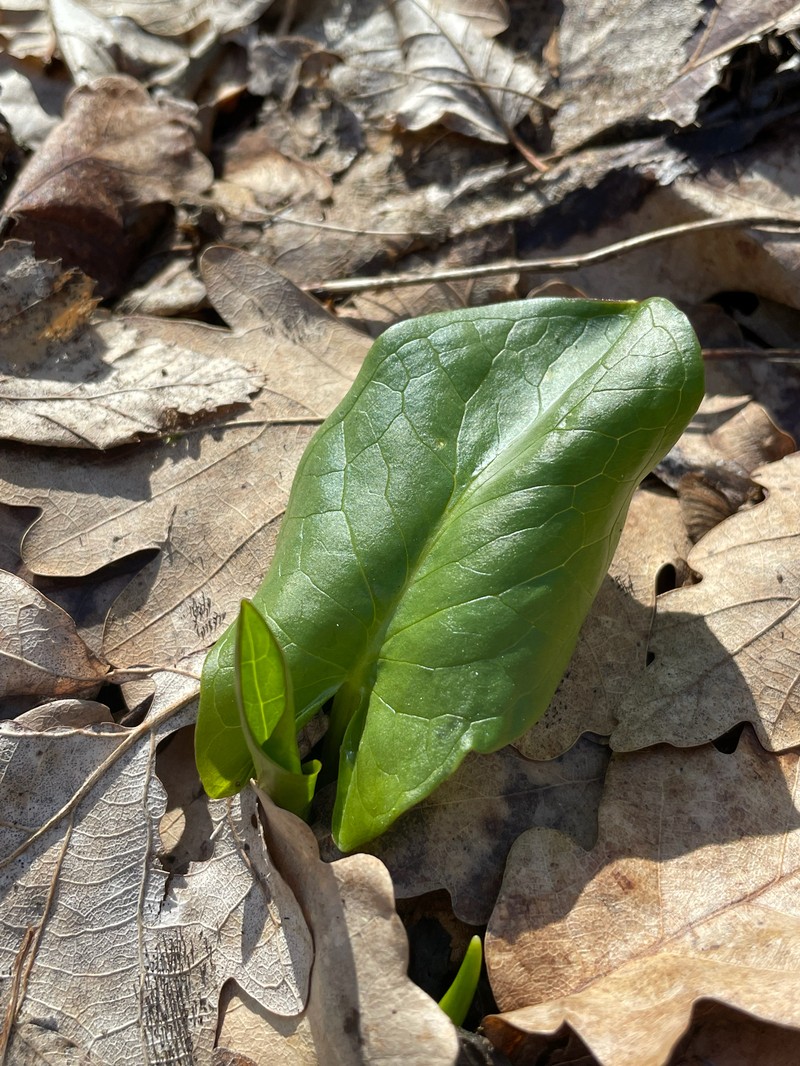 Arum orientale subsp. orientale photo 4