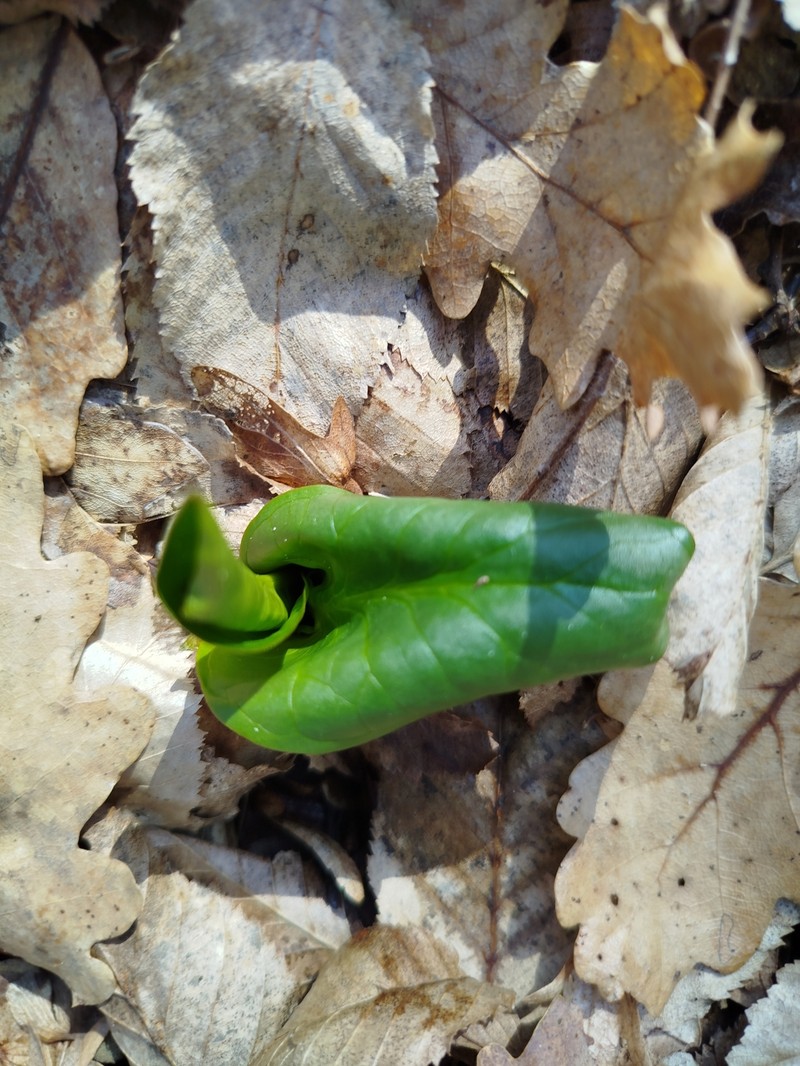 Arum orientale subsp. orientale photo 5