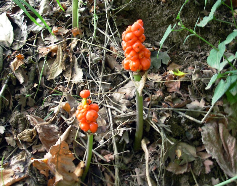 Arum orientale subsp. orientale
