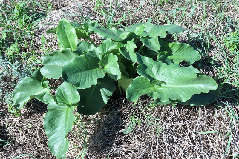 Arum palaestinum photo 2