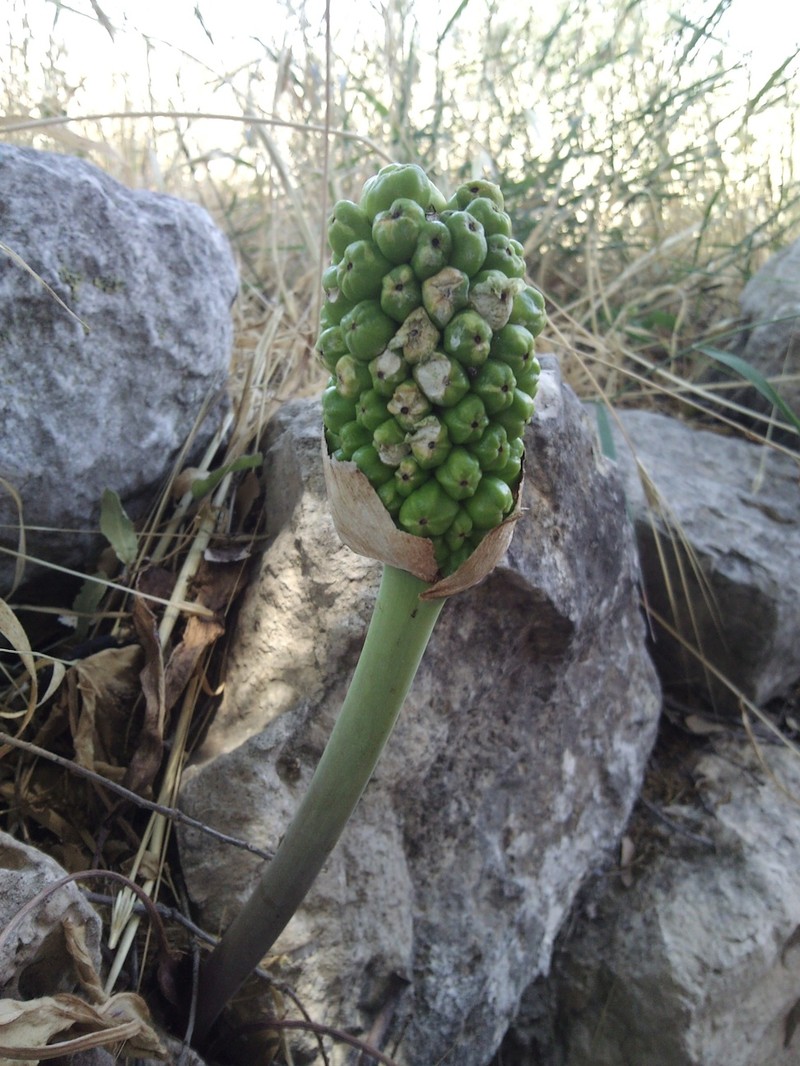 Arum palaestinum photo 3