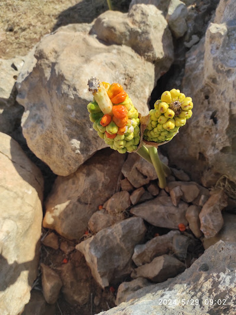 Arum palaestinum photo 4