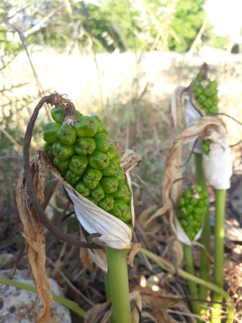 Arum palaestinum photo 6