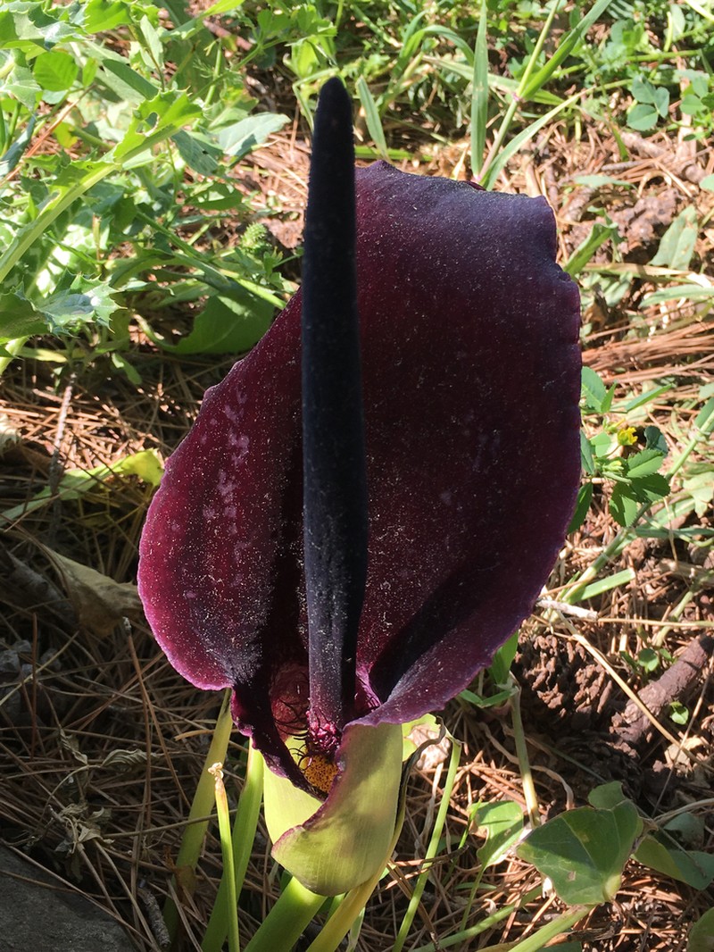 Arum palaestinum photo 7