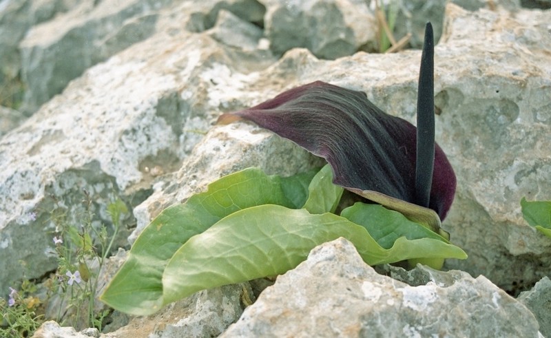 Solomon's Lily photo 2