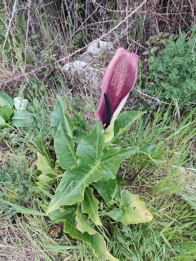 Solomon's Lily photo 3