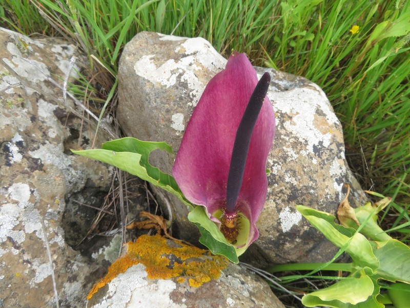 Solomon's Lily photo 5