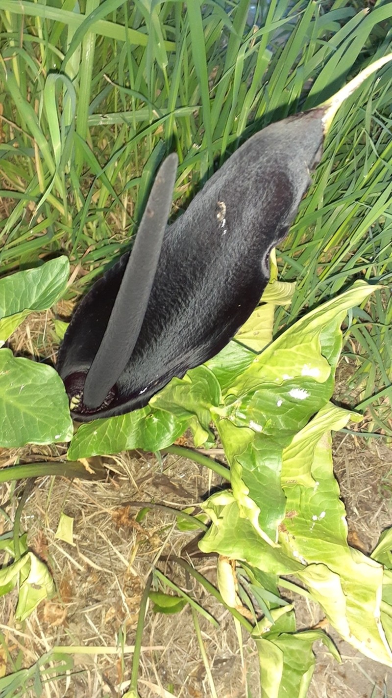 Solomon's Lily photo 6