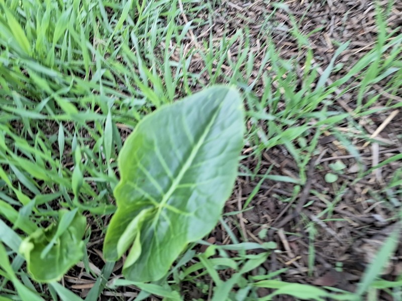 Solomon's Lily photo 7