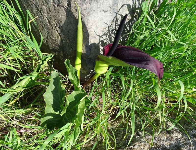 Solomon's Lily photo 8