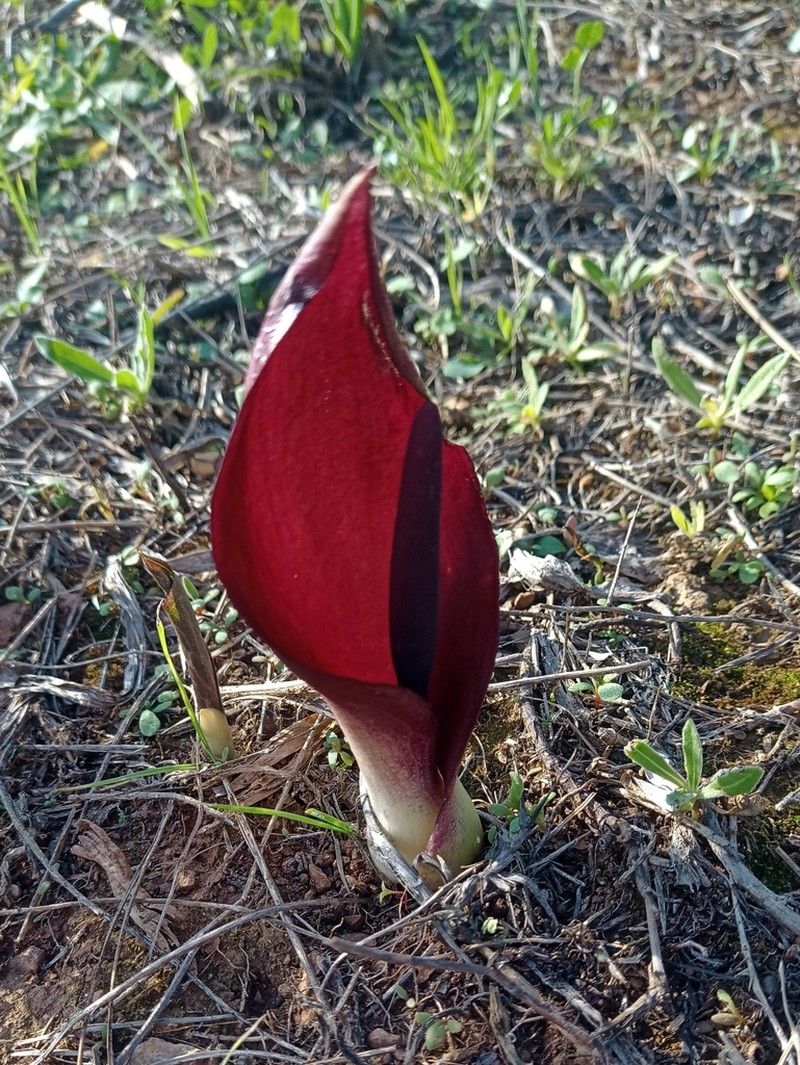Arum pictum