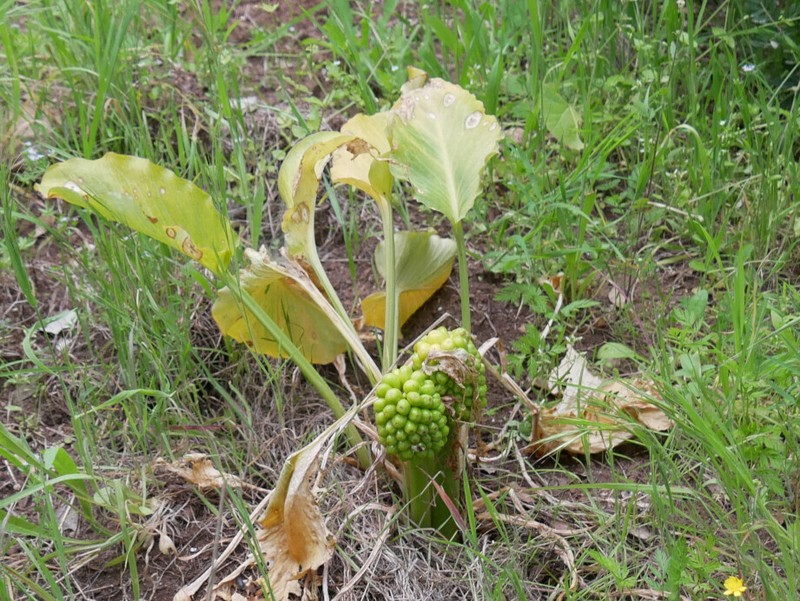 Arum pictum photo 2
