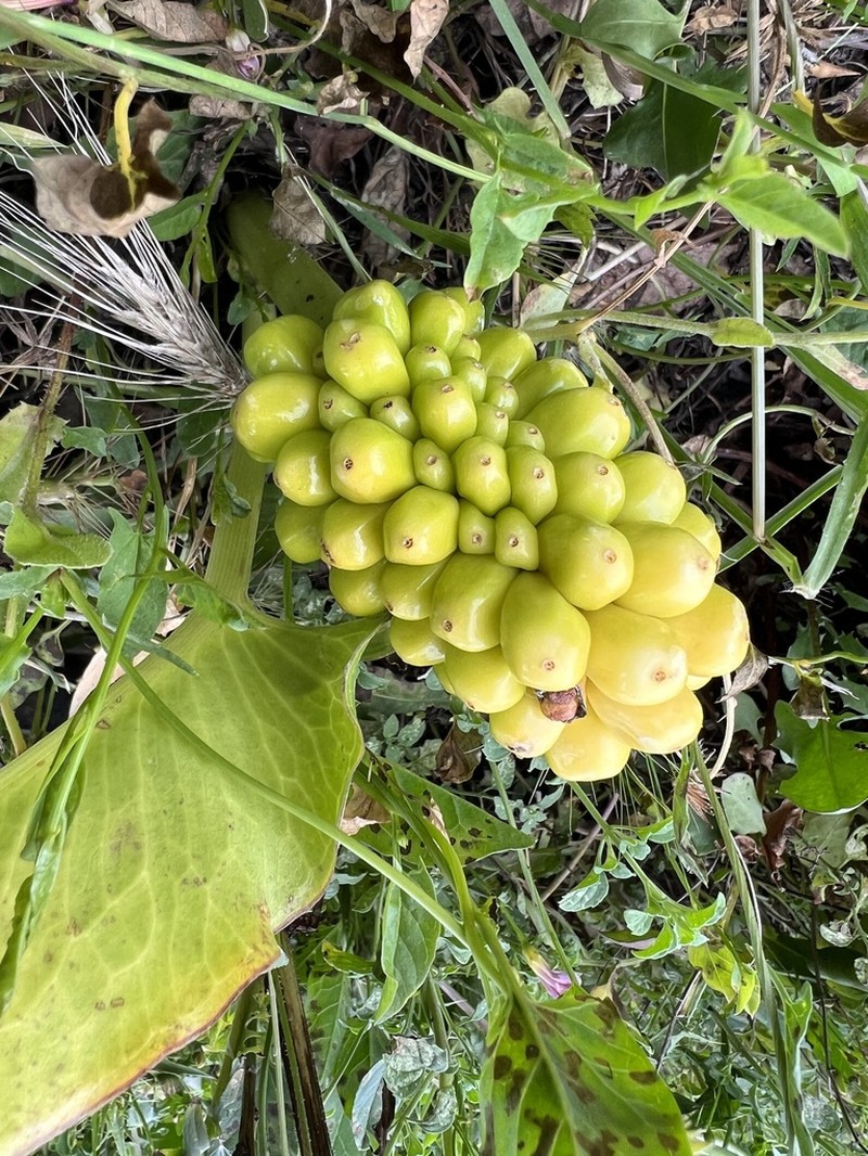 Arum pictum photo 3