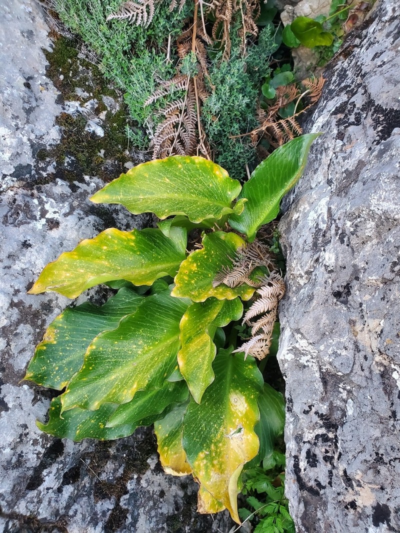 Arum pictum photo 4