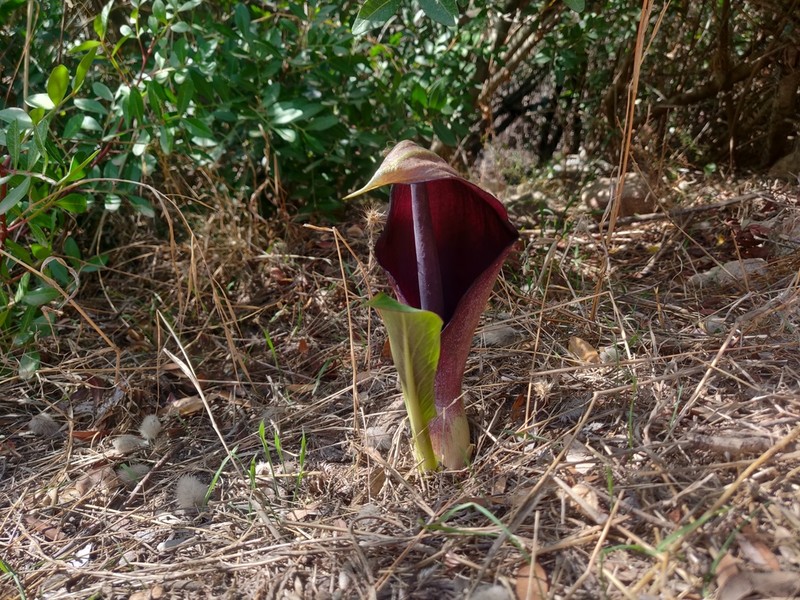 Arum pictum photo 5