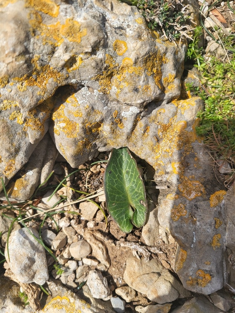 Arum pictum photo 6