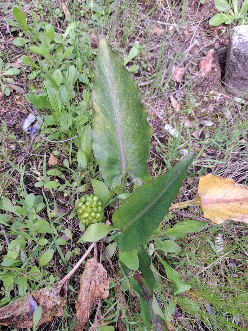 Arum pictum photo 7