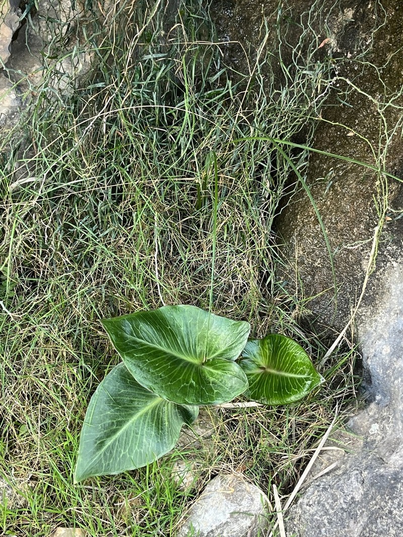 Arum pictum photo 8