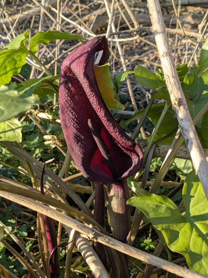 Arum purpureospathum photo 2