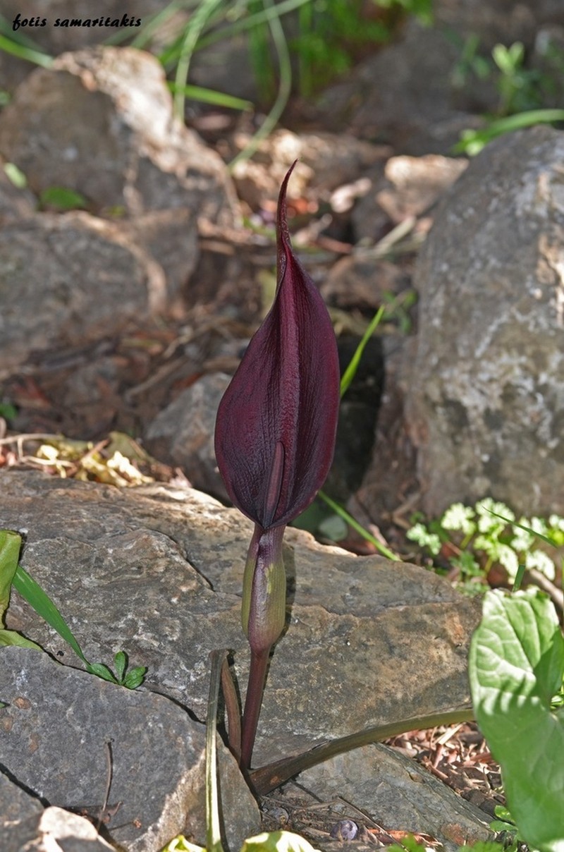 Arum purpureospathum photo 3