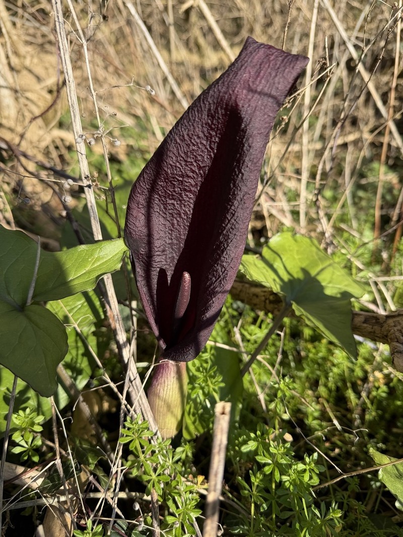 Arum purpureospathum photo 5
