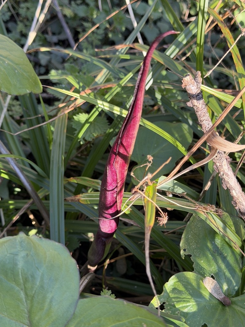Arum purpureospathum photo 6