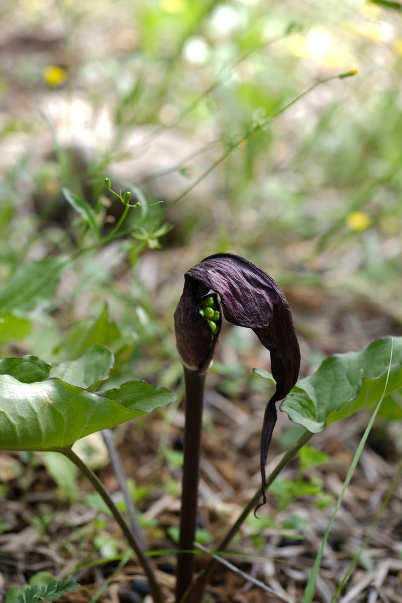 Arum purpureospathum photo 7