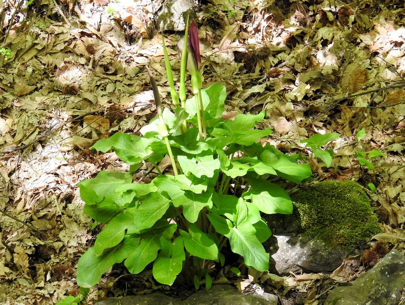 Arum rupicola