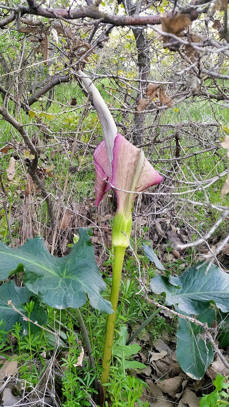 Arum rupicola photo 2