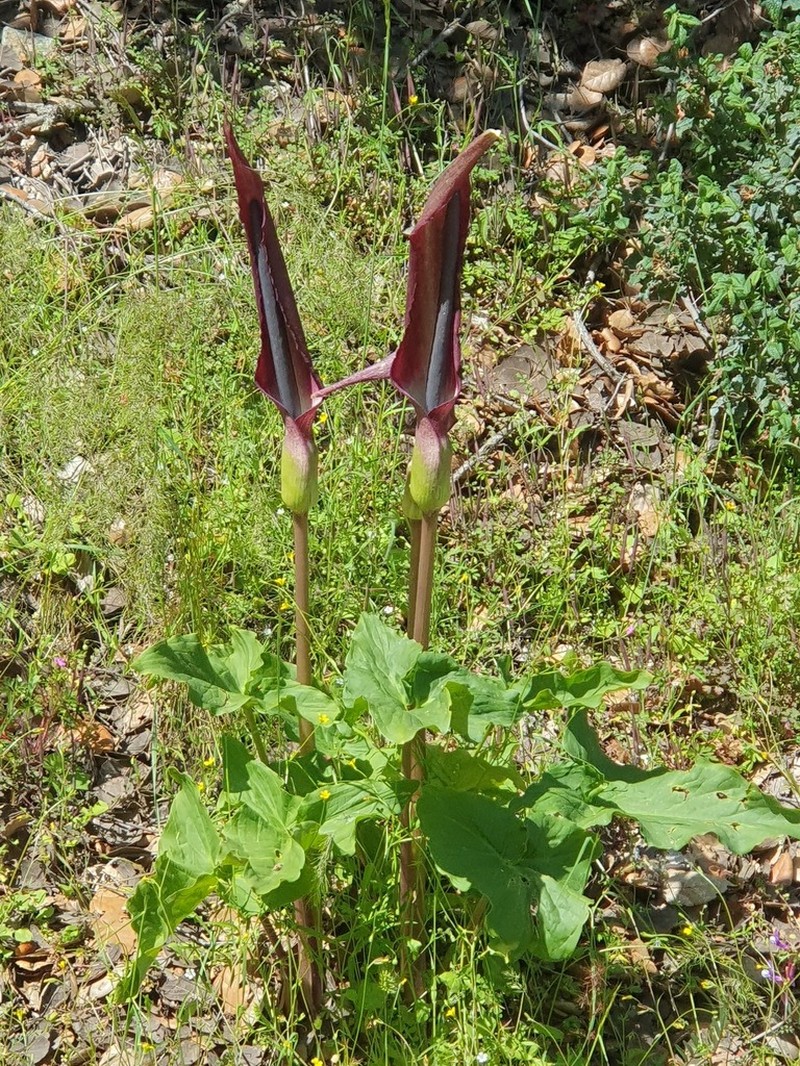 Arum rupicola photo 3