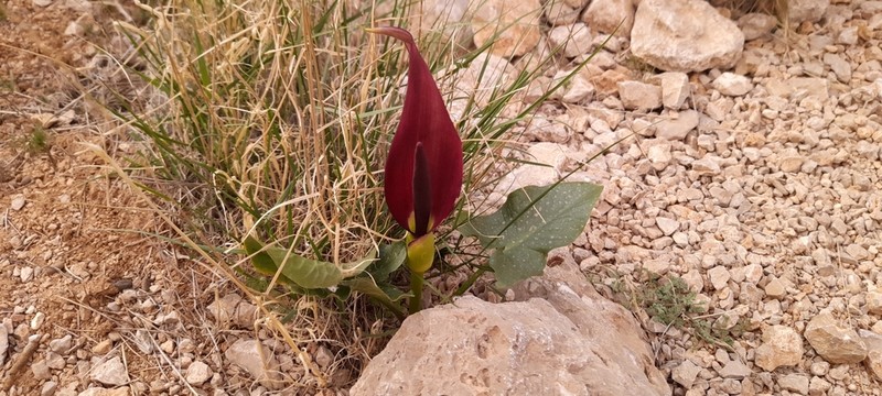 Arum rupicola photo 4