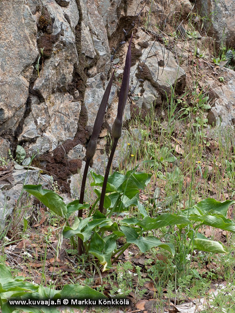 Arum rupicola photo 5