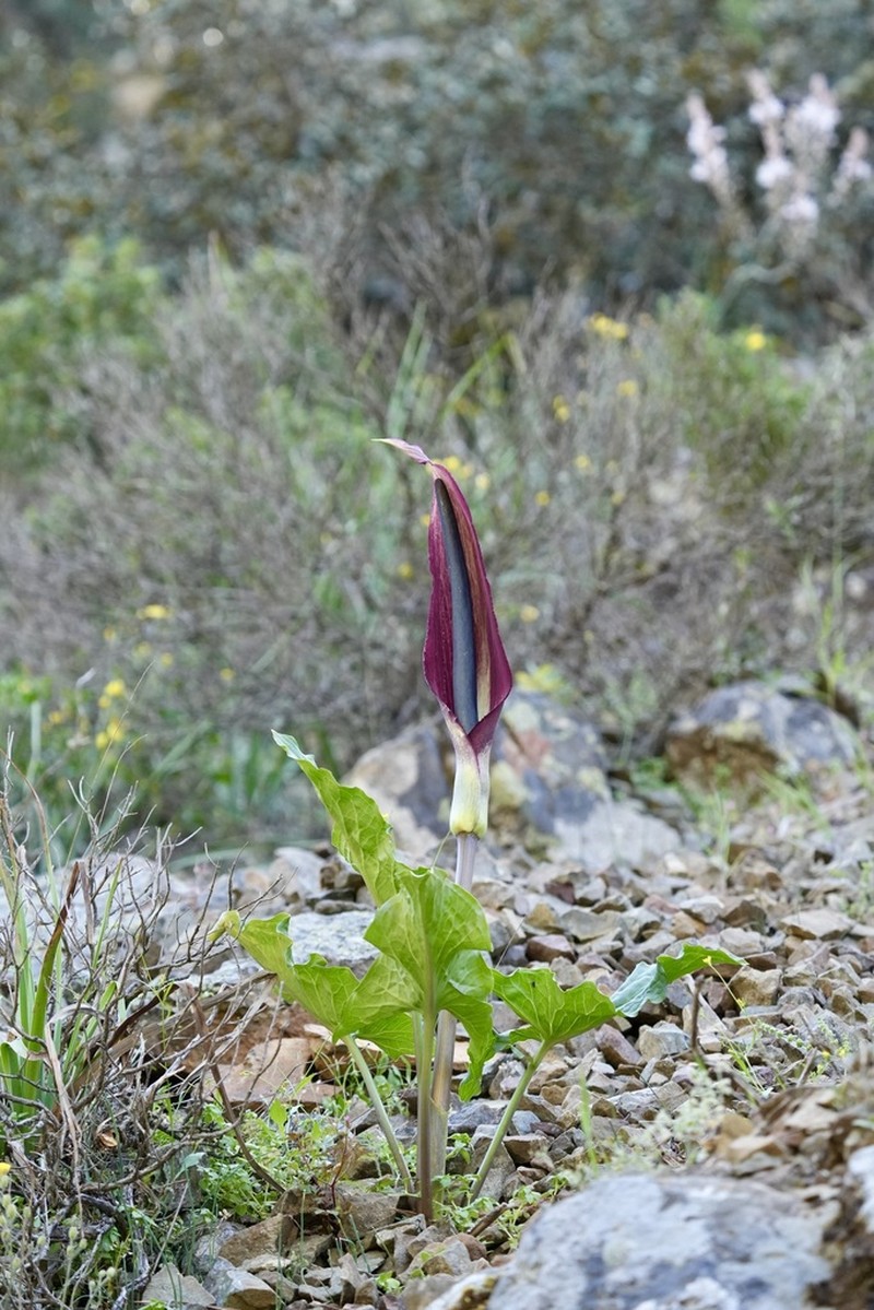 Arum rupicola photo 6