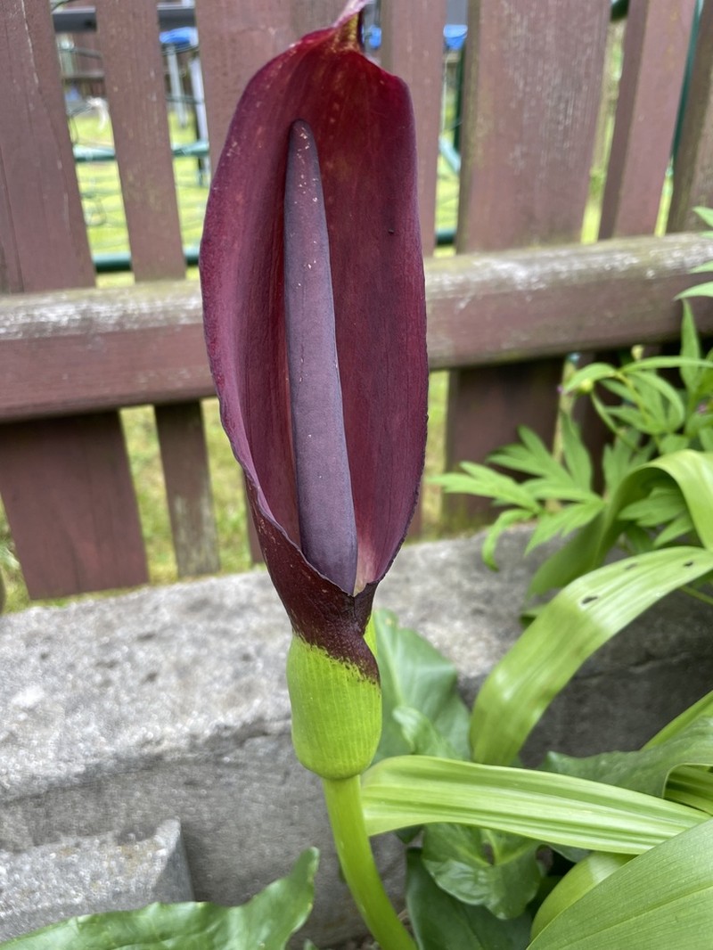 Arum rupicola photo 7