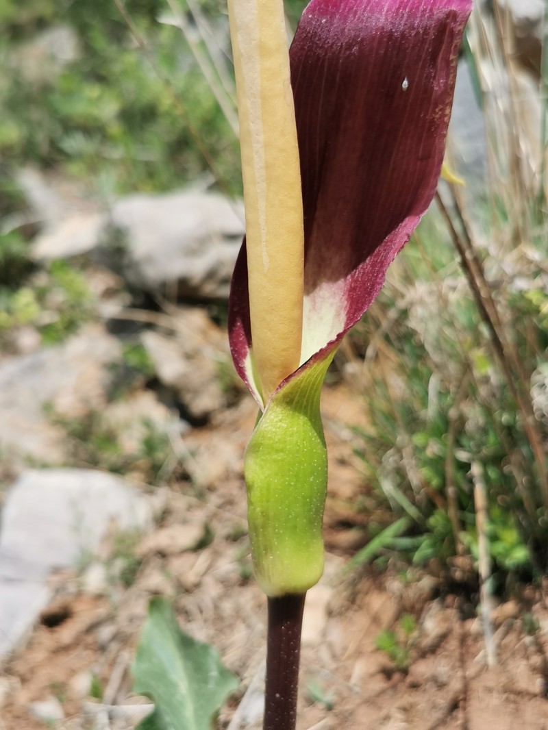 Arum rupicola var. rupicola