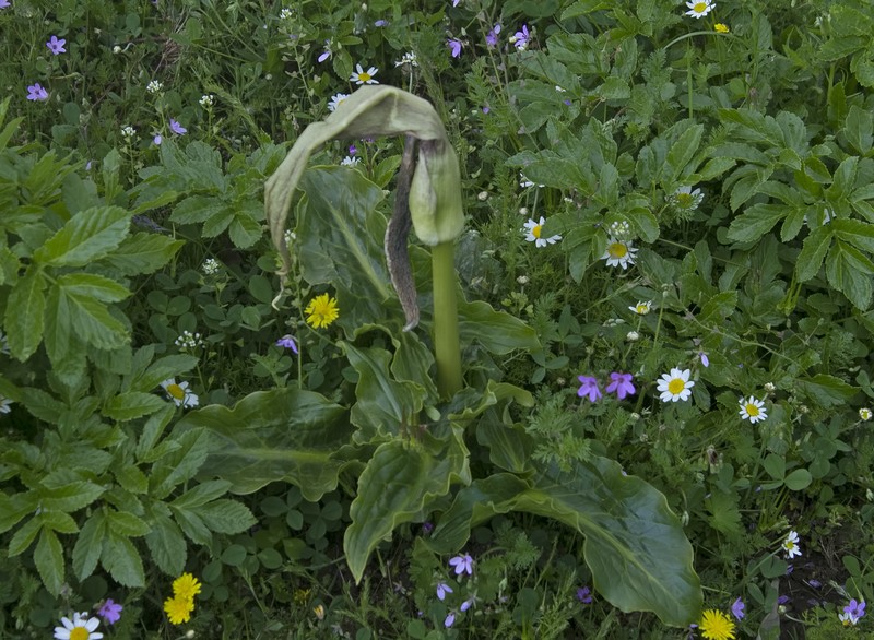 Arum rupicola var. rupicola photo 2