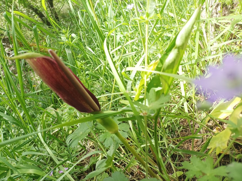 Arum rupicola var. rupicola photo 3