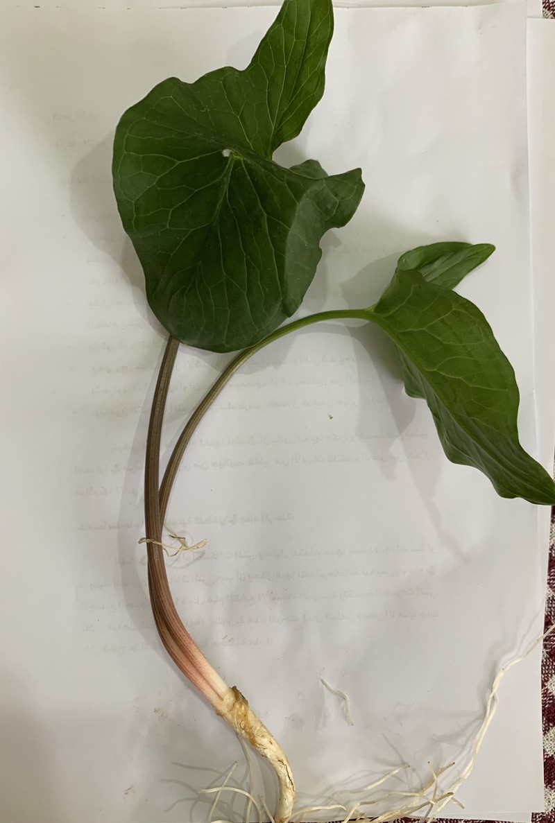 Arum rupicola var. rupicola photo 4