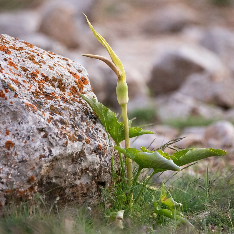 Arum rupicola var. virescens