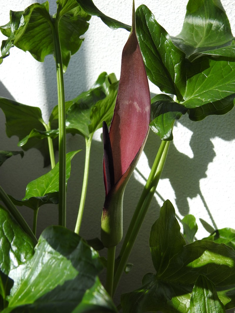 Arum sintenisii