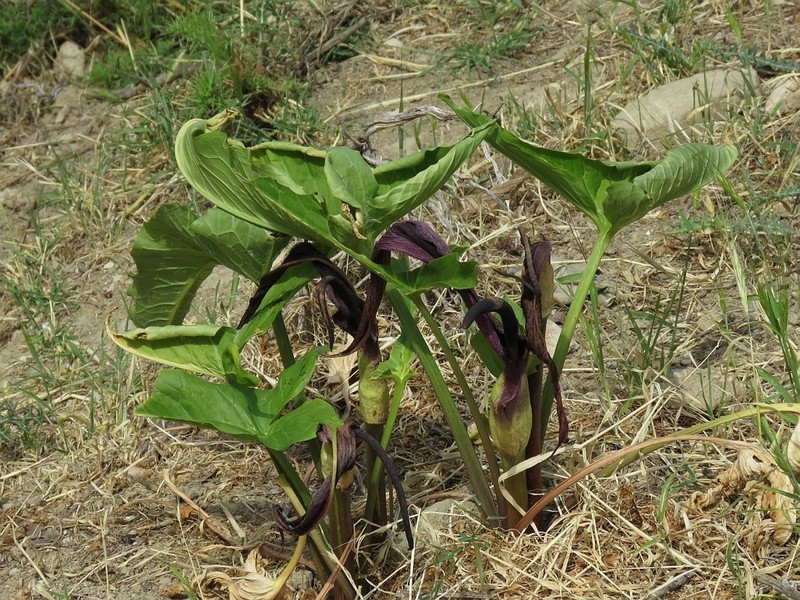 Arum sintenisii photo 2